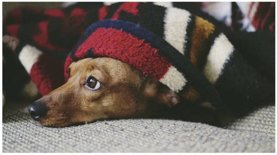 Sylwestrowy koszmar zwierzaków! Co zrobić, by zminimalizować stres? Co robić, gdy pies ucieknie?